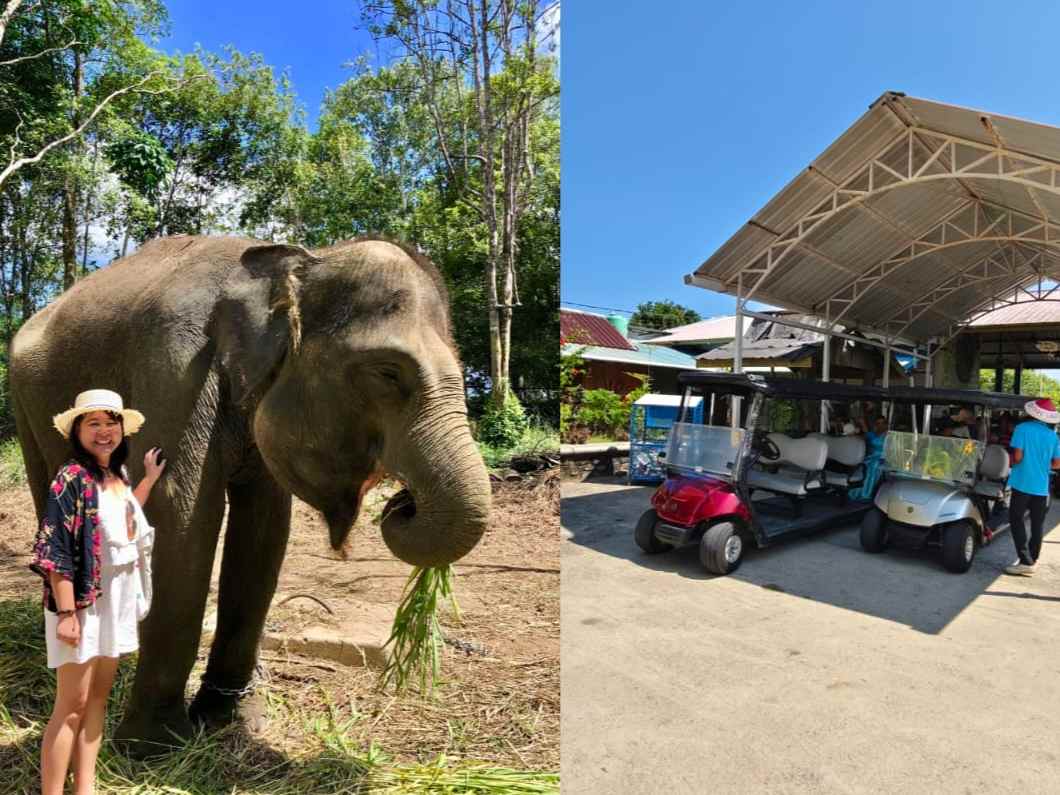 Safari Zoo Package