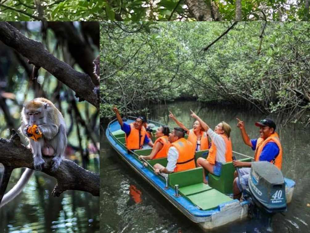 Mangrove Tour Package