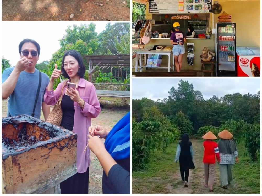 Package Tour Coffe Farm / Plantation